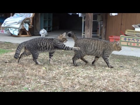 優しくしてたらすぐ調子に乗るけど睨まれて焦る猫(YouTube)
