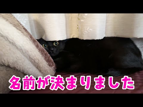 保護猫のその後・・・名前が決定しました(YouTube)