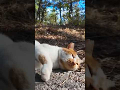 道端に猫が落っこちてた🐱(YouTube)
