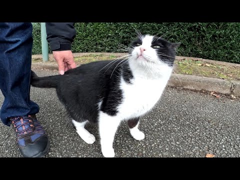 牙が飛び出したハチワレ猫が足にすり寄って甘えてきた(YouTube)