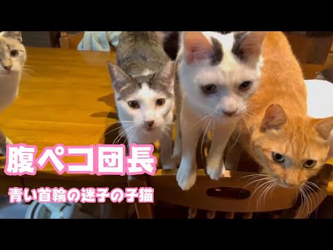 青い首輪の迷子の子猫 腹ペコ団長昇格か  2024 01 25 1(YouTube)