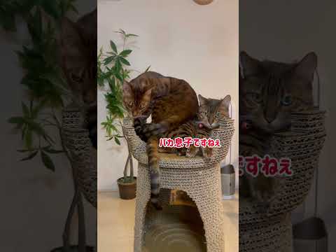 video output A03E0A8D 4D87 4751 A4E3 0B5BBCC4DDDA(YouTube)