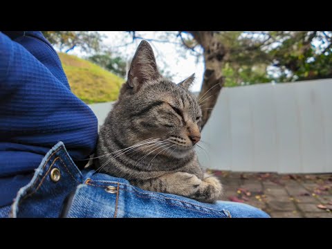 公園のベンチに座っていると猫がやってきて膝の上に乗ってきた(YouTube)