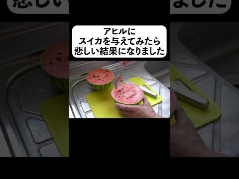アヒルにスイカを与えてみたら悲しい結果になりました(YouTube)
