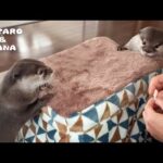 ぽかぽかこたつをカワウソにあげたら感激して引っ越しはじめた　Otters Fall in Love with Warm Kotatsu(YouTube)