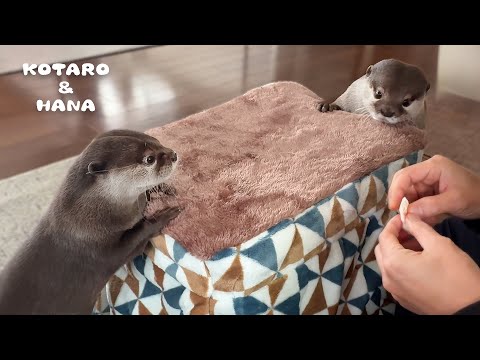 ぽかぽかこたつをカワウソにあげたら感激して引っ越しはじめた　Otters Fall in Love with Warm Kotatsu(YouTube)