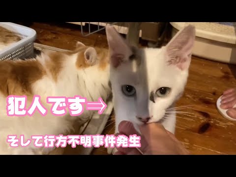 傷害事件の犯人 そして朝から事件です  【2024 01 18-1】(YouTube)