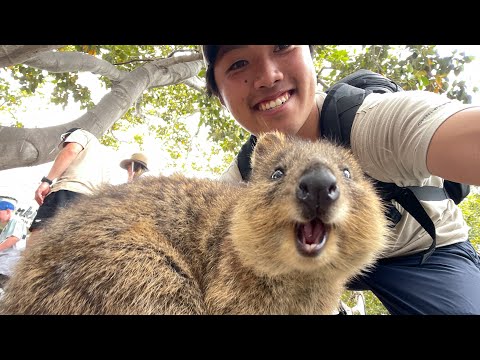 世界一幸せな動物と言われるクオッカに会いに行ってきました！【ANAで行くオーストラリア・パース編🇦🇺】(YouTube)