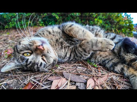 歩道脇の草むらで見かけた野良猫を撫でると喜んで懐いてきた(YouTube)