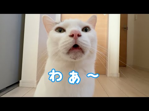 朝はボーッとしててもママに甘えてくれる猫チロさん(YouTube)