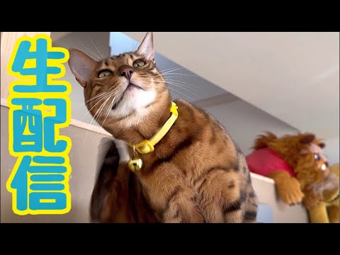 【生配信1/14】1月の冷え込む夜は猫でも見てほっこりしませんか？生配信(YouTube)