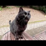 人懐っこい黒猫がベンチに座ってナデナデを要求してきた(YouTube)