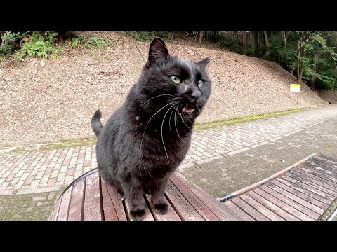 人懐っこい黒猫がベンチに座ってナデナデを要求してきた(YouTube)
