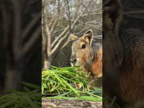 マーラ咀嚼音　You have become preen grass. #動物 #マーラ #animals #cavy(YouTube)