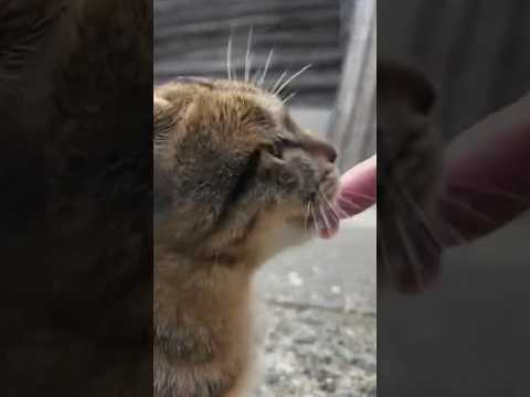 仔猫ちゃんと戯れっ🐱♪(YouTube)