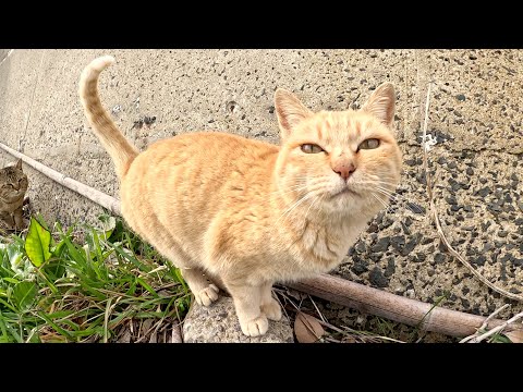 ボス猫に気に入られてストーカーされてしまう茶トラ猫(YouTube)