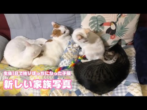 2024 01 07 2  生後1日で独りぼっちになった子猫  新しい家族写真(YouTube)