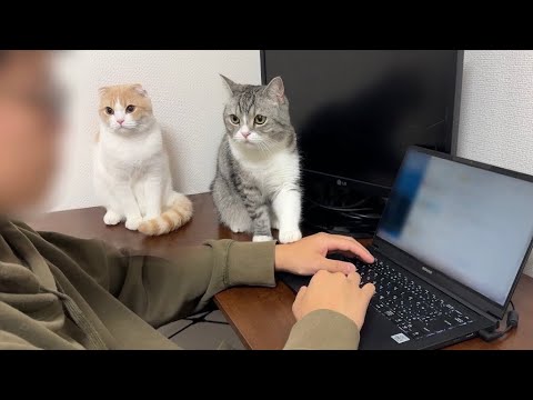 弟に甘えたくて仕事をジャマしてる猫たちがかわいすぎました…(YouTube)
