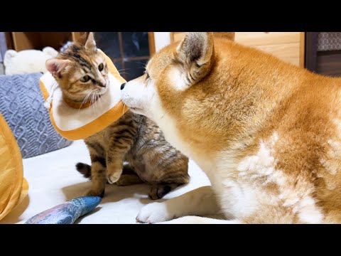 遊びたい気持ちよりも子ども猫を優先する優しい柴犬(YouTube)