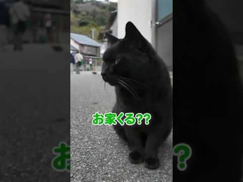猫が家まで案内してくれた♪(YouTube)
