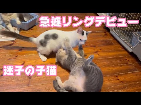 迷子の子猫が急遽リングデビューしました 【 2024 01 04-2】(YouTube)