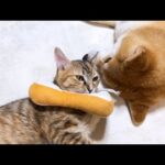 怖がりな子ども猫が手術後、柴犬にたくさん甘えました(YouTube)