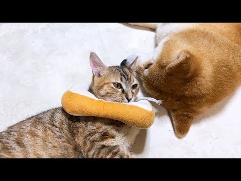怖がりな子ども猫が手術後、柴犬にたくさん甘えました(YouTube)