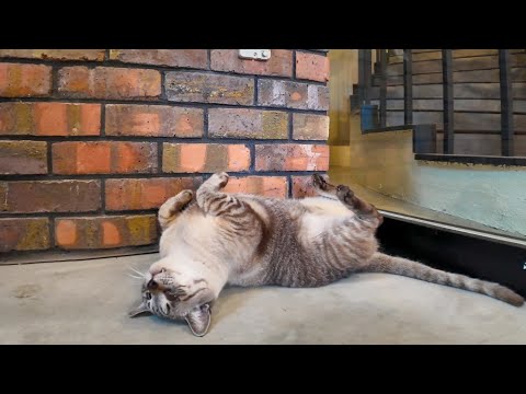 ホテルのラウンジで動画投稿してたら猫が遊びにきた。商店街の中のホテル最強(YouTube)