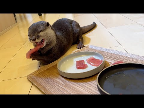2024年動物界格付けチェックをした結果本当に驚きの結果になった！The results of the animal world rating check were truly surprising!(YouTube)
