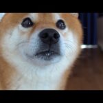 柴犬、久々の共同生活はじまる。(YouTube)