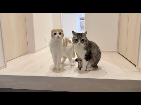 家族が初詣に行ったら残された猫たちが寂しくてこうなっちゃいました…(YouTube)