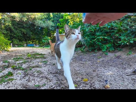顔見ると駆け寄ってくる猫(YouTube)