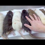 年老いた巨大ラットを締めて大蛇に食べさせる(YouTube)