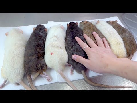 年老いた巨大ラットを締めて大蛇に食べさせる(YouTube)