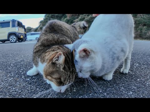 駐車場の仲良し猫二人組(YouTube)