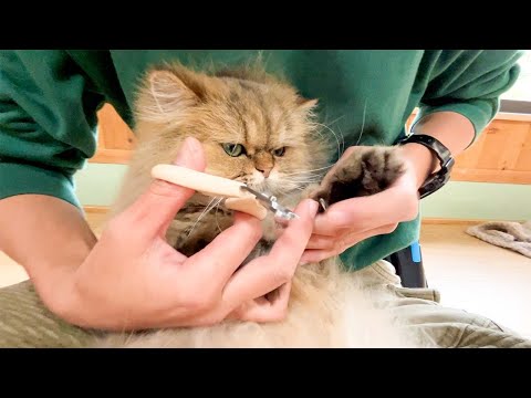 ご機嫌な猫に爪切りをお願いしたら速攻でブチ切れられた【飼育員が教える猫の爪切りの仕方】(YouTube)