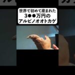 世界で初めて産まれた3●●万円のアルビノオオトカゲ(YouTube)