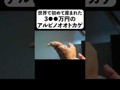 世界で初めて産まれた3●●万円のアルビノオオトカゲ(YouTube)