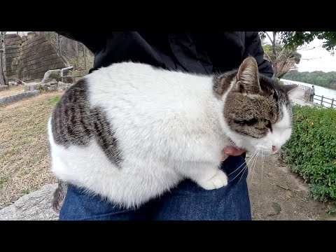 キジシロ猫「姿勢を正さないとひざに乗ってやらないぞ！」(YouTube)