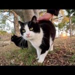 ハチワレ猫と黒猫が仲良くじゃれ合いながら夕方の公園をパトロールする(YouTube)