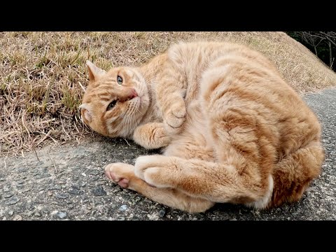 片耳の茶トラ猫ちゃんをモフると、緊張しながらゴロンとなった(YouTube)