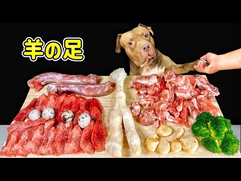 閲覧注意⚠️骨を噛み砕くピットブルの咀嚼音がクセになる(YouTube)