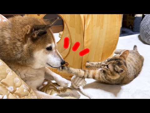 猫たちが集う場所で不器用柴犬が居続けた結果が可愛すぎました…笑(YouTube)