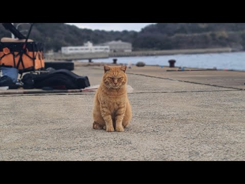 感動猫動画 のライブ配信(YouTube)