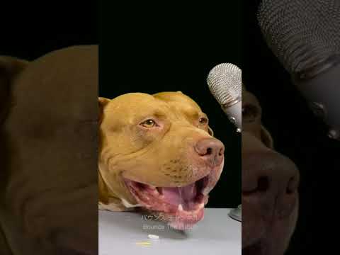 閲覧注意⚠️牛の軟骨を堪するピットブルの咀嚼音(YouTube)
