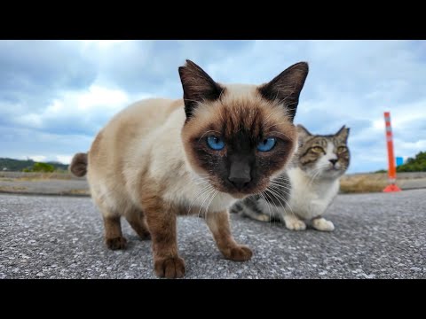 漁港にいた猫ちゃん達、ナデナデすると懐いてきてカワイイ(YouTube)