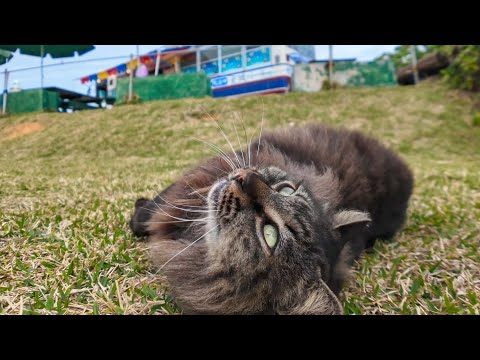 芝生の坂道を下ってきて目の前でゴロンと転がる猫がカワイイ(YouTube)