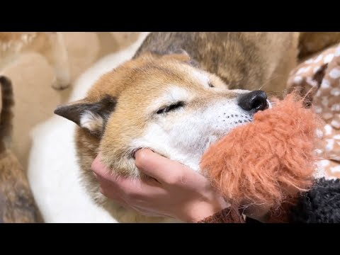 久しぶりのお姉ちゃん帰宅に声にならない声で喜びを隠せない柴犬はこちらです【柴犬と猫】(YouTube)
