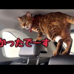 腎不全のベル様をこっそり定期検査に連れて行ったら大激怒です(YouTube)