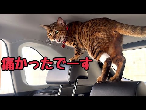 腎不全のベル様をこっそり定期検査に連れて行ったら大激怒です(YouTube)